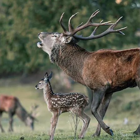 Alpehytte Le Heron 28pers, Malmedy- Cinema, Balneo, Sauna, Jardin